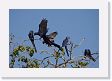 05-030 * Hyacinth Macaws * Hyacinth Macaws